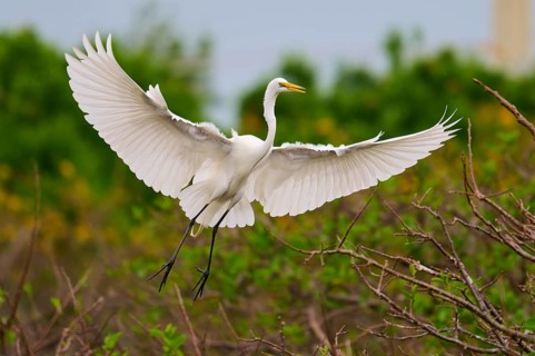 White heron in flight with wings spread over branches, Great Egret (Egretta alba), Wakodahatchee