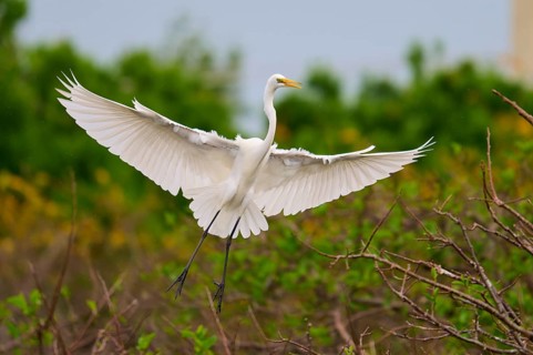 Heron in flight with outstretched wings over a green background, Great Egret (Egretta alba),