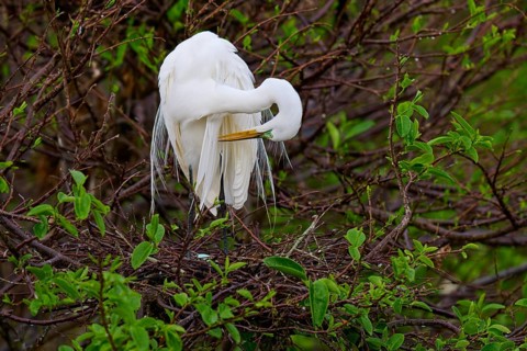 Great White Heron grooming its plumage in a green copse, Great Egret (Egretta alba), Wakodahatchee