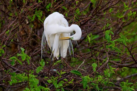 White heron grooming its plumage on a green branch, Great Egret (Egretta alba), Wakodahatchee