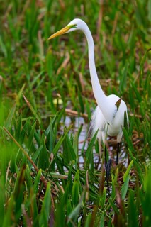 Slender white heron standing in the water between tall grasses, Great Egret (Egretta alba),