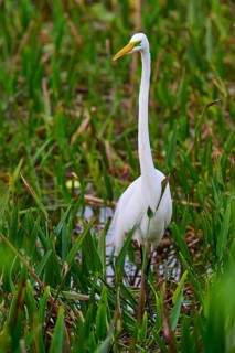 Species-rich habitat with a white egret among aquatic plants, Great Egret (Egretta alba),
