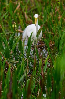 A white egret stands among green grasses in a marshy area, Great Egret (Egretta alba),
