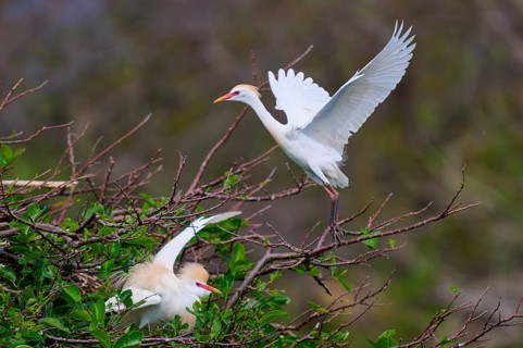 One bird in flight, the other on the branches, lively scene, Cattle Egret (Bubulcus ibis), spring,