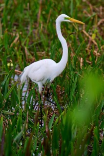 Elegant white heron standing in the water, surrounded by plants, Great Egret (Egretta alba),