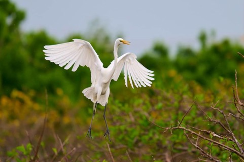 Majestic Great White Heron spreading its wings in flight, Great Egret (Egretta alba), Wakodahatchee