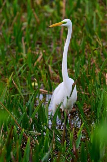 A tall, elegant white egret in a moist, green habitat, Great Egret (Egretta alba), Wakodahatchee