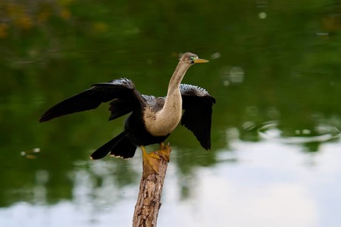 Bird spreading its wings on a tree trunk over calm water, Darter (Anhinga anhinga), spring,