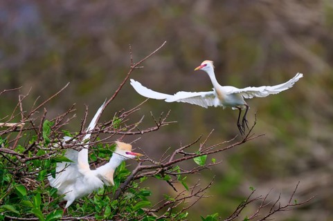 Two white birds on branches, one in flight, spring-like atmosphere, Cattle Egret (Bubulcus ibis),