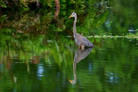 A heron stands in the water with a clear reflection surrounded by green vegetation, Canada Heron