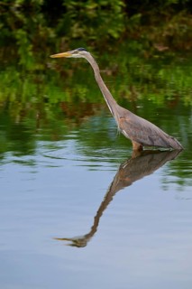 An elegant heron stands in the calm blue water, its reflection clearly visible, Canada Heron (Ardea