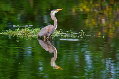 A heron is in the water with green plant surroundings, its reflection is perfectly visible, Canada