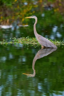 The heron stands calmly in the water, its silhouette perfectly reflected on the water surface,