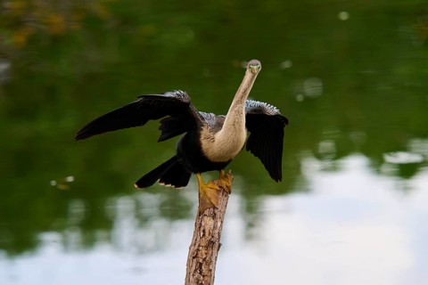 Bird spreading its wings on a tree trunk over calm water, Darter (Anhinga anhinga), spring,