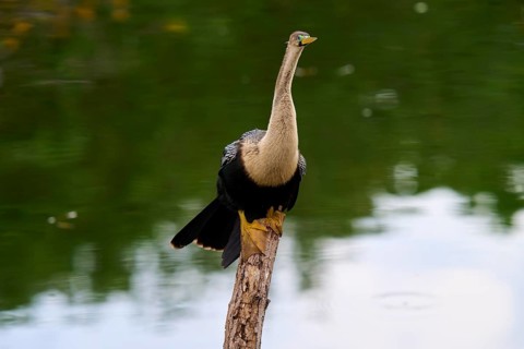Bird sitting quietly on a tree trunk with a calm green water in the background, Darter (Anhinga