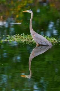 A heron stands in the water, surrounded by green nature and reflected in the clear water, Canada
