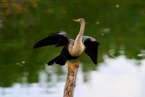 Bird spreading its wings on a tree trunk over calm water, Darter (Anhinga anhinga), spring,
