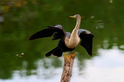 Bird spreading its wings on a tree trunk over calm water, Darter (Anhinga anhinga), spring,