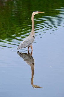 A heron rises majestically in the calm water, its reflection enhancing the peaceful atmosphere,