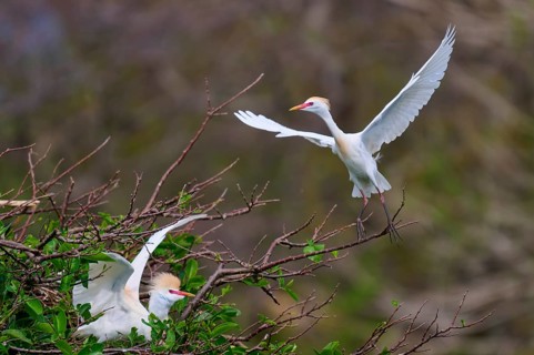 Flying bird above branches, second observing in green surroundings, Cattle Egret (Bubulcus ibis),
