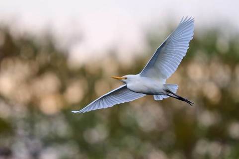 A white bird flies in the open sky, calm atmosphere, Cattle Egret (Bubulcus ibis), spring,