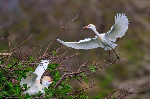 White bird in flight, second bird on branch, green surroundings, Cattle Egret (Bubulcus ibis),