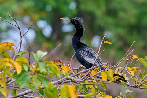Bird sitting on a branch with green-yellow leaves against a blurred forest background, Darter