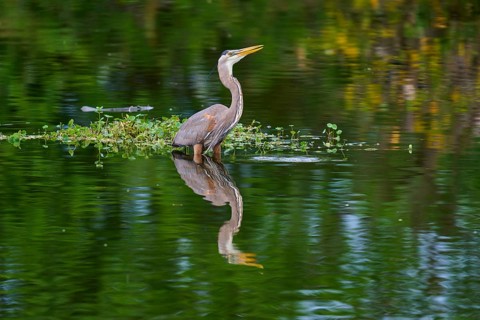 Calm heron standing in the water with lush plant reflection, a picture of serenity, Canada Heron