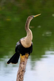 Bird sitting attentively on a tree trunk with a calm green water in the background, Darter (Anhinga