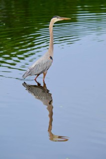 Proud heron stands in the blue water, its clear reflection in the foreground of the image, Canada