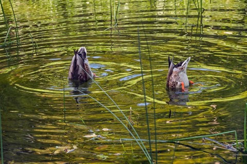 Small pond with two mallard ducks (Anas platyrhynchos), in the castle park in Kisslegg, Allgäu,