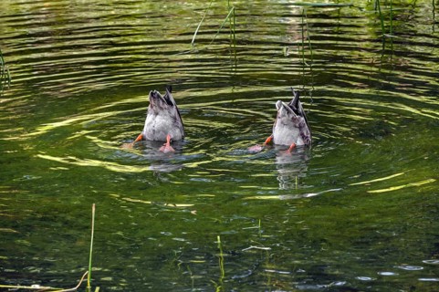 Small pond with two mallard ducks (Anas platyrhynchos), in the castle park in Kisslegg, Allgäu,
