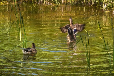 Small pond with two mallards (Anas platyrhynchos), in the castle park in Kisslegg, Allgäu,