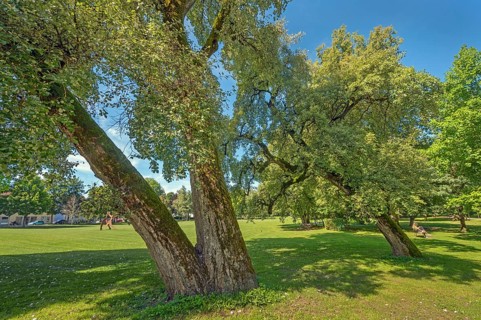 Tilted lime trees (Tilia), in the castle park in Kisslegg, Allgäu, Baden-Württemberg, Germany