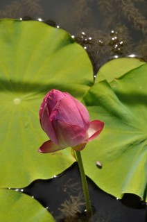 Pink Lotus (Hong Xu Yu), A pink lotus bud surrounded by green leaves floats peacefully on a sunlit
