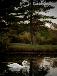 Solitary swan (Cygnus Olor) swims in reflective twilight waters beside a tall tree, emanating