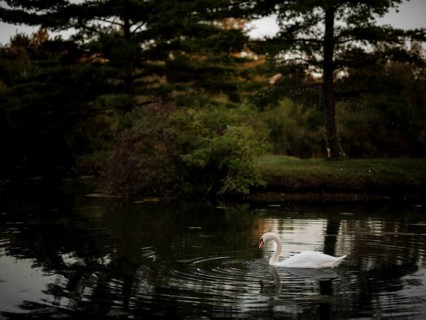 A peaceful swan (Cygnus Olor) gliding on a twilight pond surrounded by reflections of the dusky