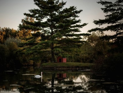 Swan swims (Cygnus Olor) in a serene pond with reflections and a small cabin under a pine tree in