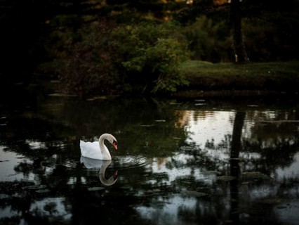A single swan (Cygnus Olor) reflected on dark pond water in a peaceful evening setting in Acton,
