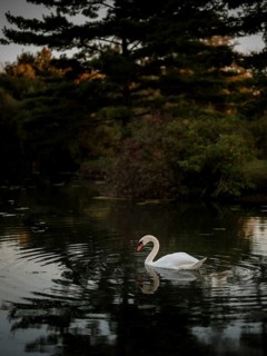 A lone swan (Cygnus Olor) in a twilight pond surrounded by dark serene reflections, creating a