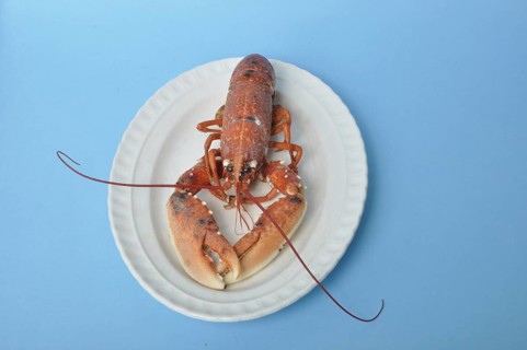 Cooked breton Lobster on a dish