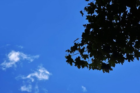 Silhouette of tree leaves against blue sky with few white clouds