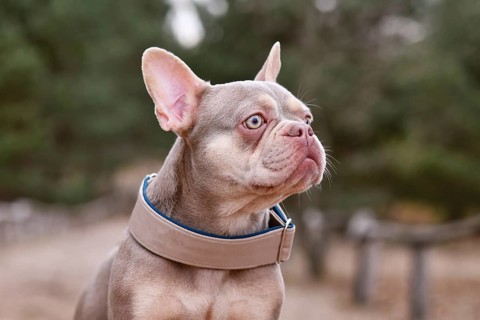 Portrait of cute New Shade Isabella orange Tan colored French Bulldog with wide dog collar
