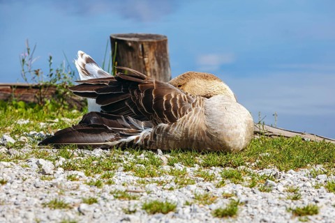 Mute goose (Anserinae) sleeping on the shore of the Panorama Lake, Admont, Styria, Austria