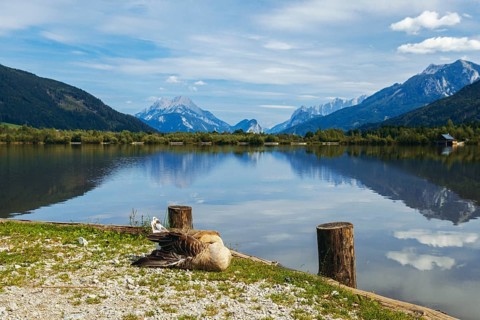Mute goose (Anserinae) sleeping on the shore of the panoramic lake with mountains in the