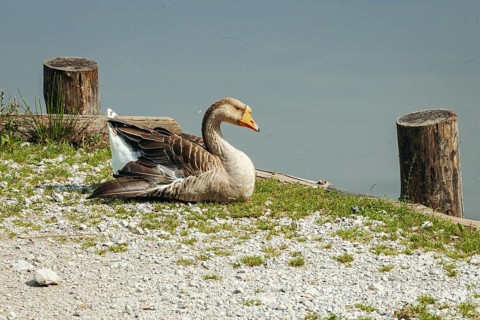 Mute goose (Anserinae) resting peacefully on the shore of the panoramic lake with calm water in the