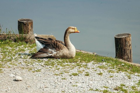 Mute goose (Anserinae) resting peacefully on the shore of the panoramic lake with calm water in the