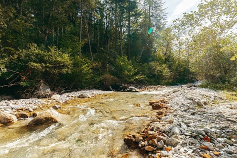 Johnsbach flows through dense forest under soft sunlight, Gesäuse, Styria, Austria