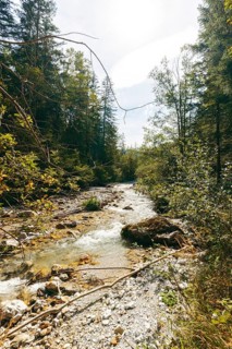 Johnsbach flows through dense forest under soft sunlight, Gesäuse, Styria, Austria