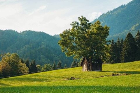Small hut under a large tree on a green meadow, surrounded by wooded mountains, Weng im Gesäuse,